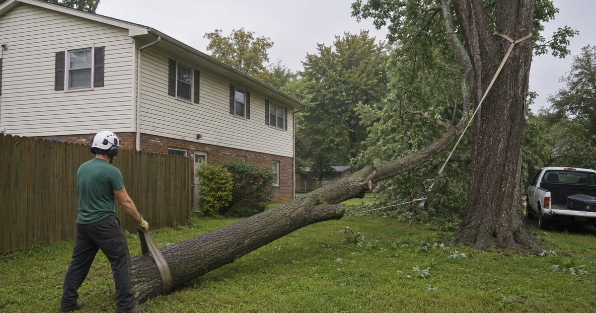 Worker passing a rigging sling around the grounded butt of a storm-hung silver maple leader in a Madison side yard.