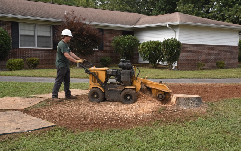 Worker sweeping the grinder wheel across a silver maple stump face in a Madison front yard.